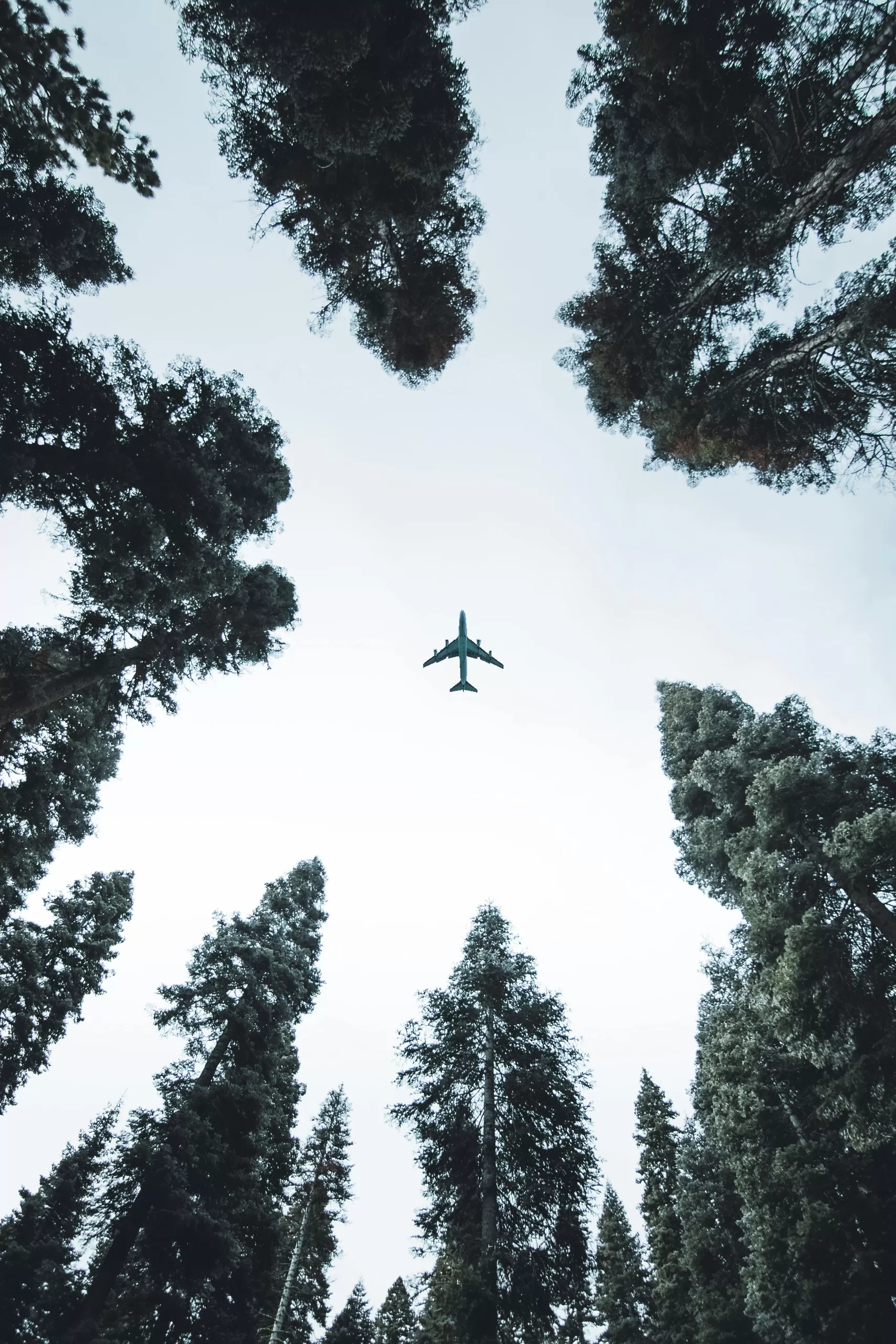 A plane flying above tall trees, viewed from below in a forest.