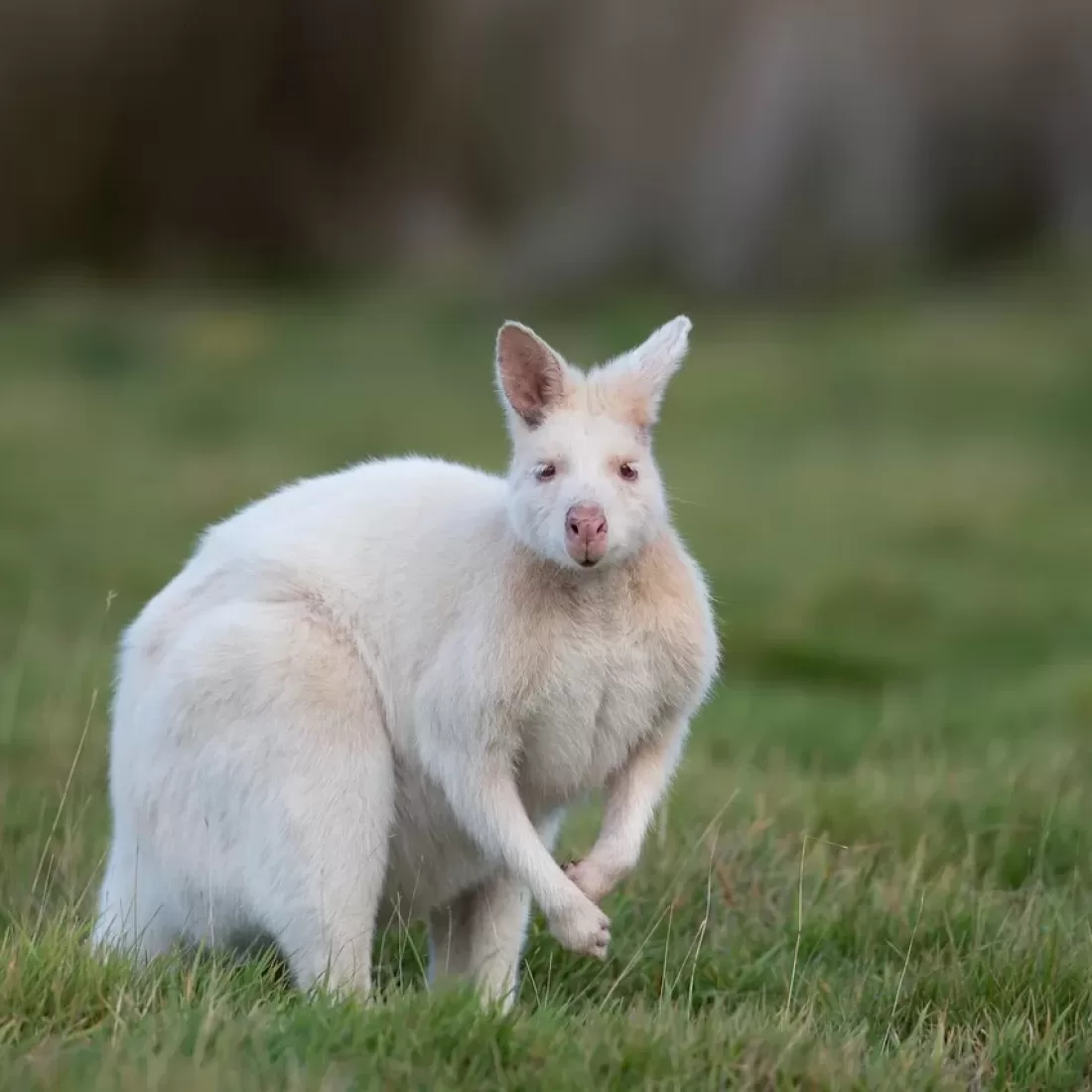 wallaby, albino bennetts wallaby, albino, macropus rufogriseus, marsupial, mammal, animal, wildlife, wild, nature, genetic mutation, genetic variation, bruny island, tasmania