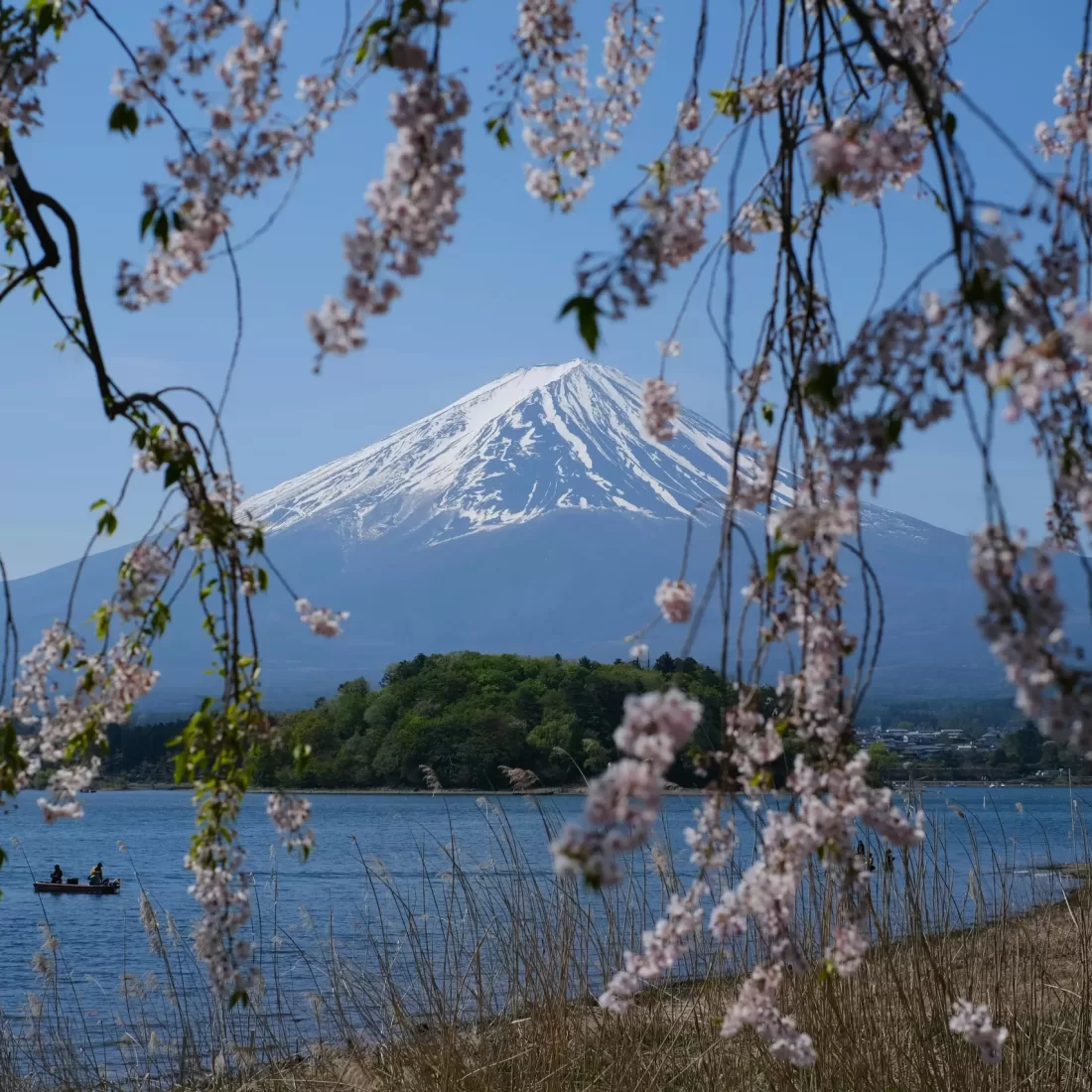 Idyllic view of Mount Fuji framed by cherry blossoms, capturing the essence of spring in Japan.